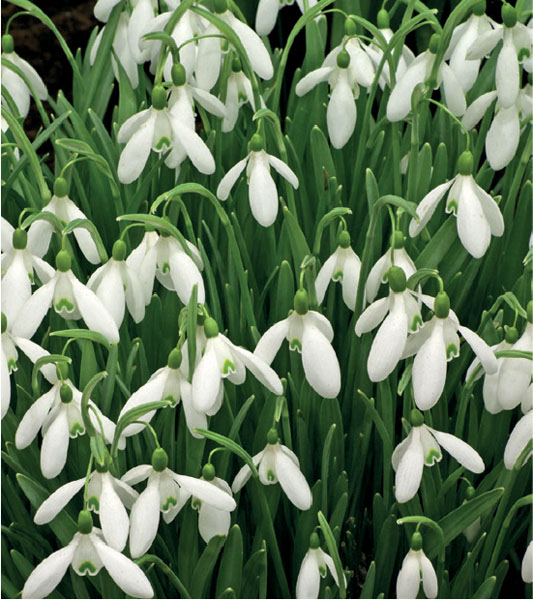 formosabulbs_lily Nashville