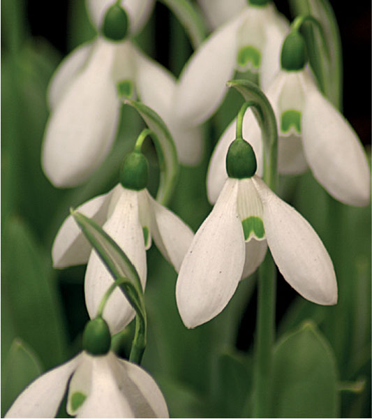 formosabulbs_lily Nashville