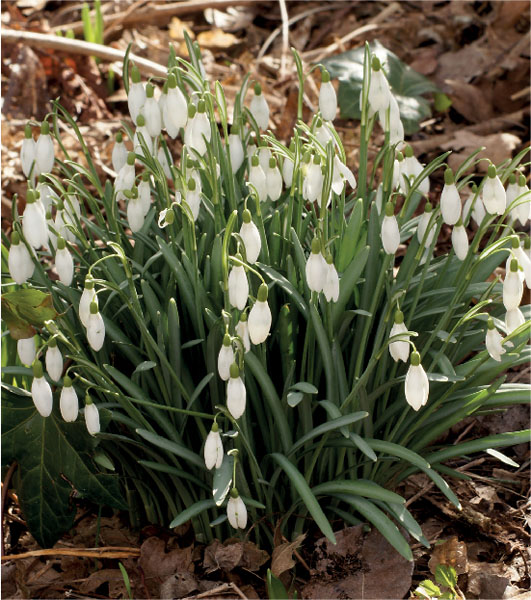 formosabulbs_lily Nashville