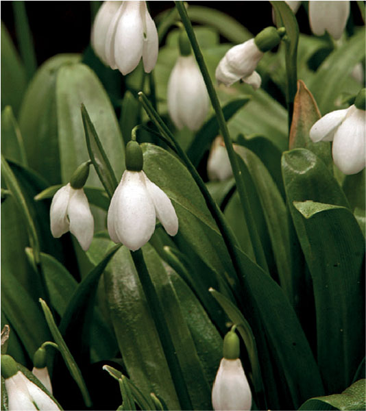 formosabulbs_lily Nashville