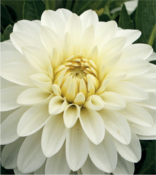 formosabulbs_lily Nashville