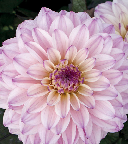 formosabulbs_lily Nashville
