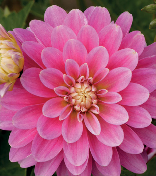 formosabulbs_lily Nashville
