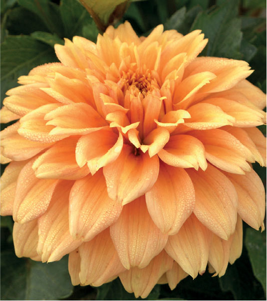 formosabulbs_lily Nashville