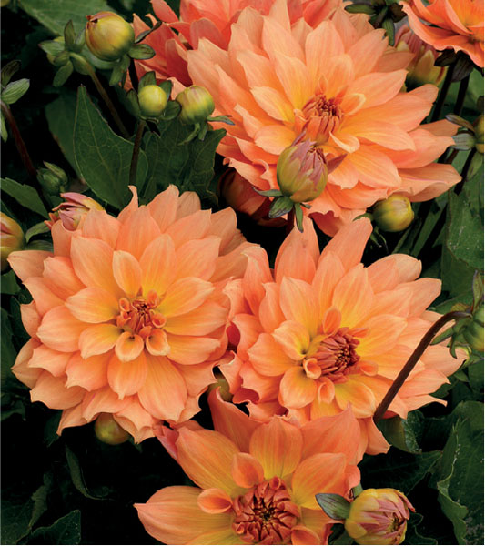 formosabulbs_lily Nashville