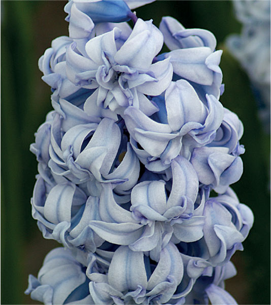 formosabulbs_lily Nashville