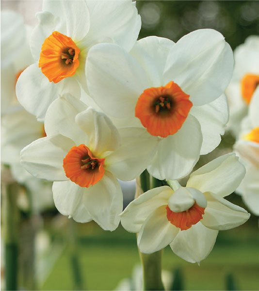 formosabulbs_lily Nashville
