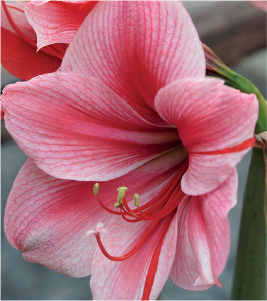 formosabulbs_lily Nashville