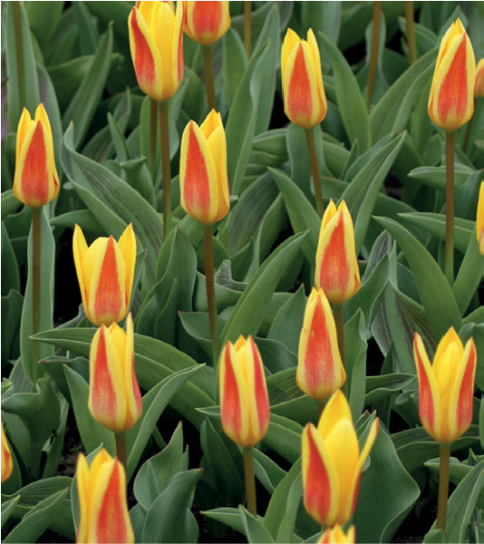 formosabulbs_lily Nashville