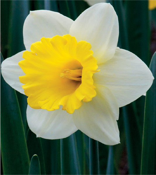formosabulbs_lily Nashville