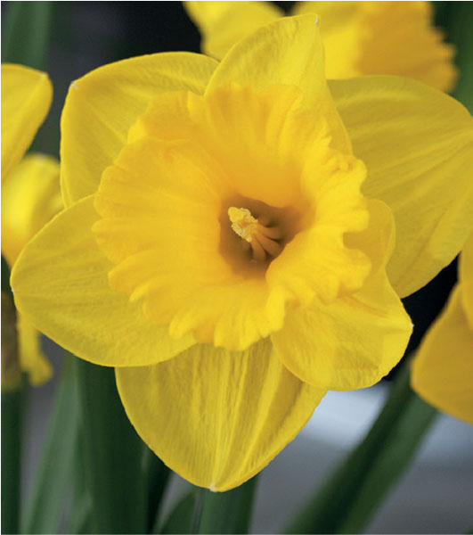 formosabulbs_lily Nashville