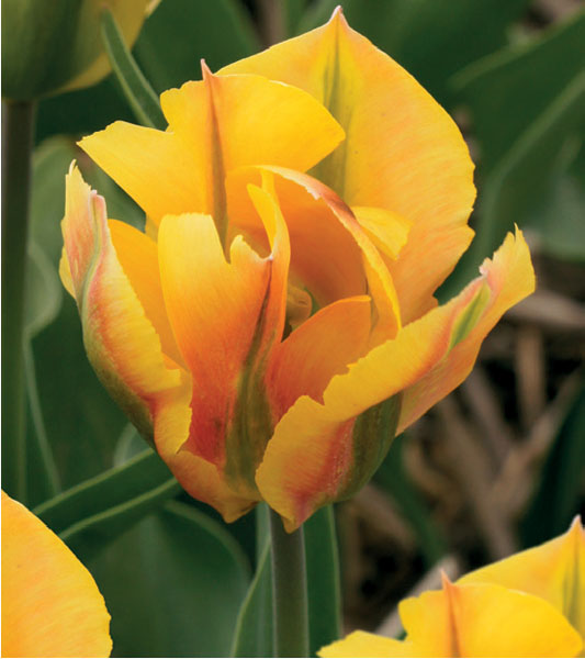 formosabulbs_lily Nashville