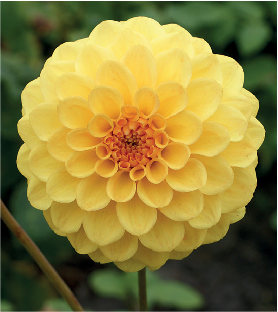 formosabulbs_lily Nashville