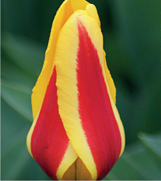 formosabulbs_lily Nashville