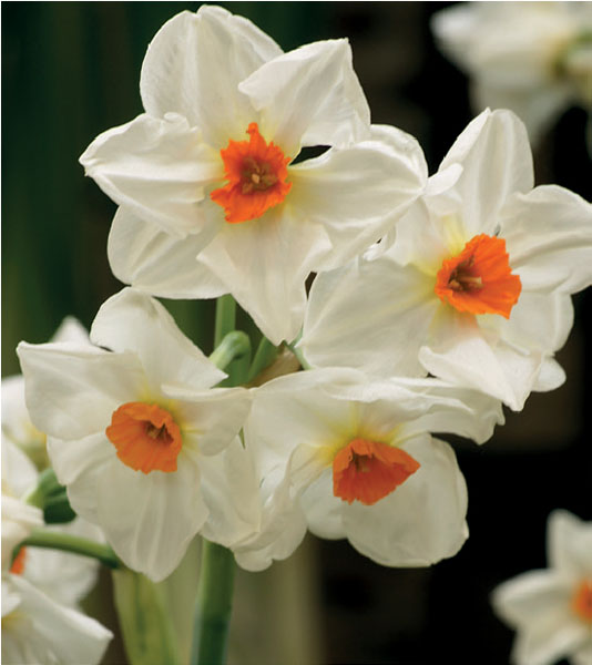 formosabulbs_lily Nashville