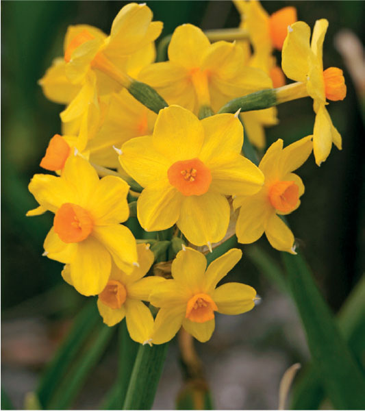 formosabulbs_lily Nashville