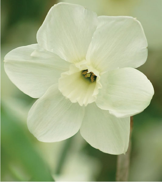 formosabulbs_lily Nashville