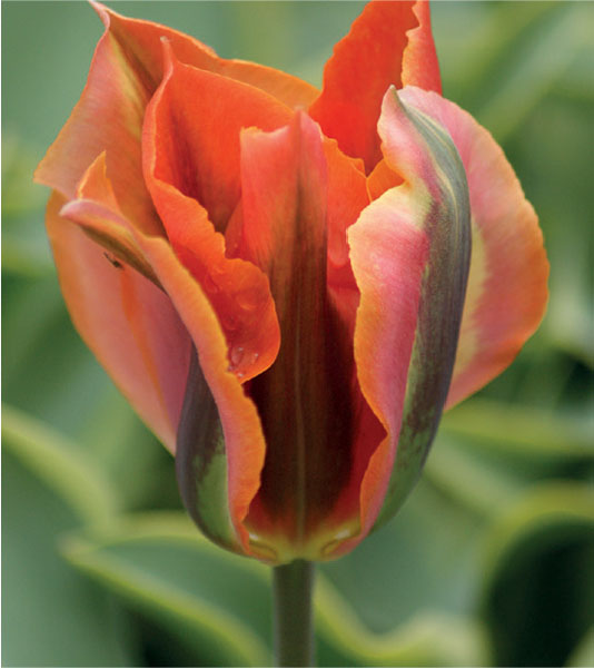 formosabulbs_lily Nashville