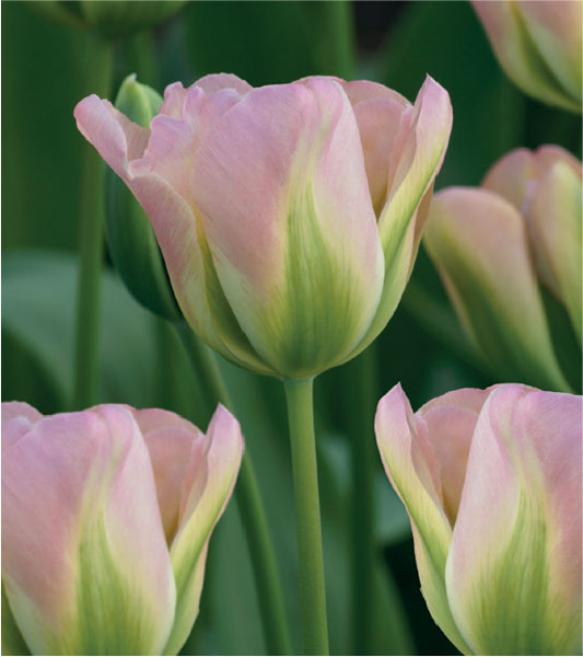 formosabulbs_lily Nashville