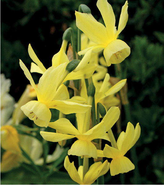 formosabulbs_lily Nashville
