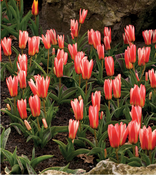 formosabulbs_lily Nashville