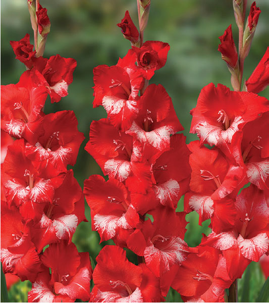 formosabulbs_lily Nashville