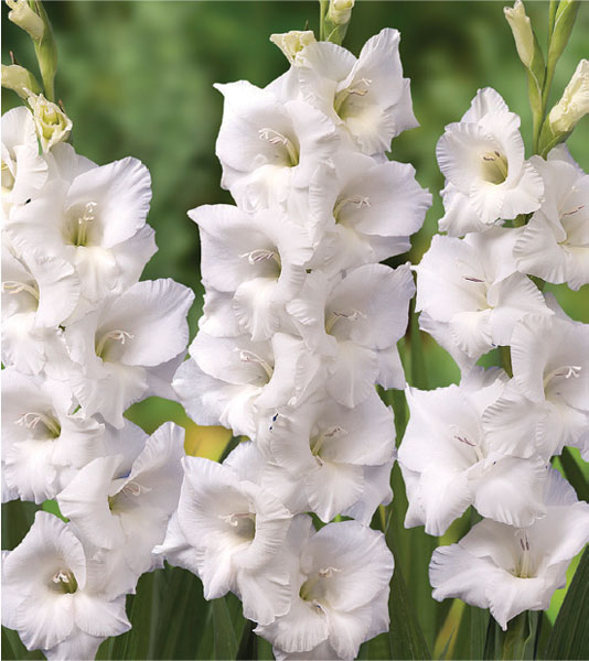formosabulbs_lily Nashville
