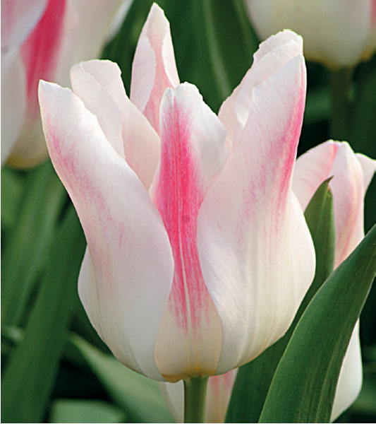 formosabulbs_lily Nashville