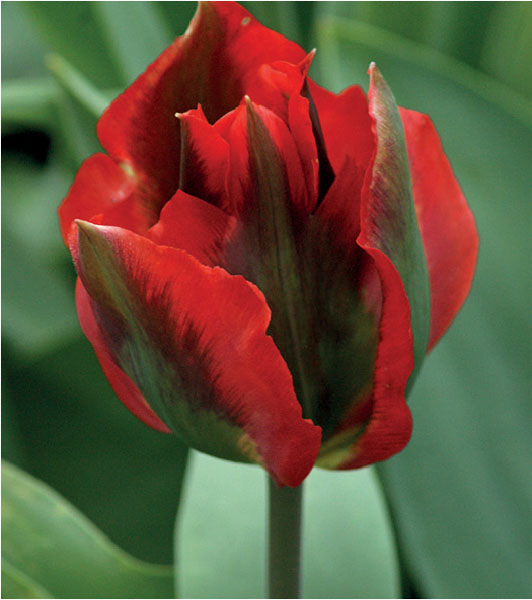 formosabulbs_lily Nashville