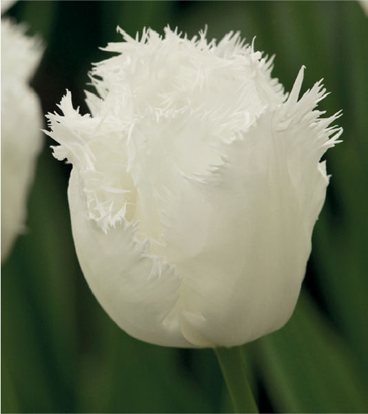 formosabulbs_lily Nashville