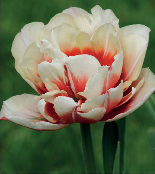 formosabulbs_lily Nashville