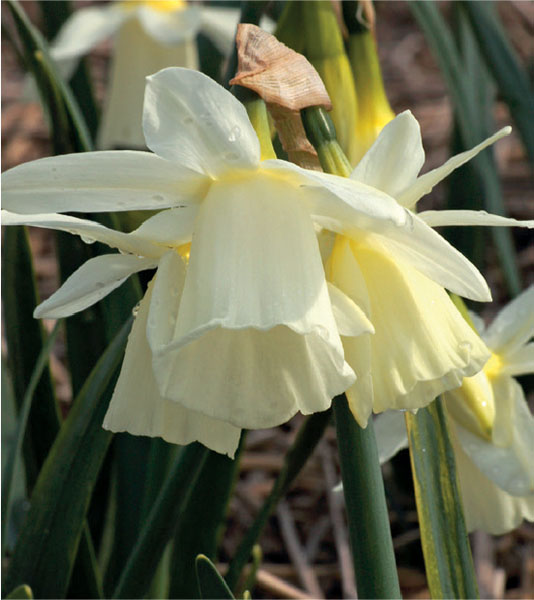 formosabulbs_lily Nashville