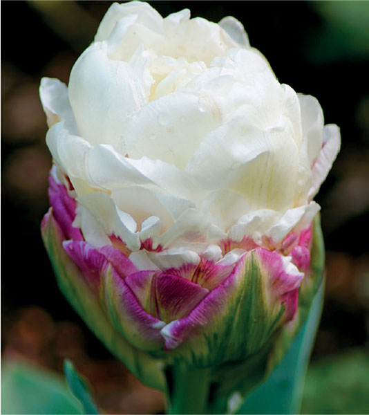 formosabulbs_lily Nashville