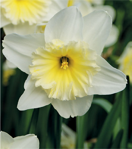 formosabulbs_lily Nashville