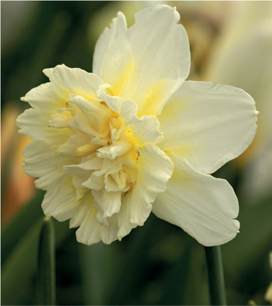 formosabulbs_lily Nashville