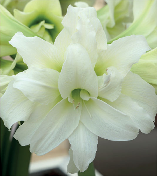 formosabulbs_lily Nashville