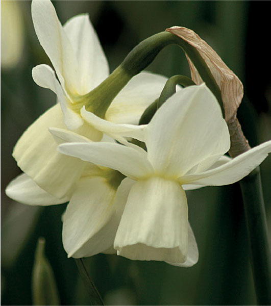 formosabulbs_lily Nashville