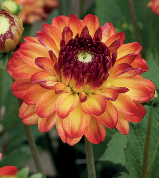 formosabulbs_lily Nashville