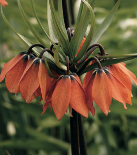 formosabulbs_lily Nashville