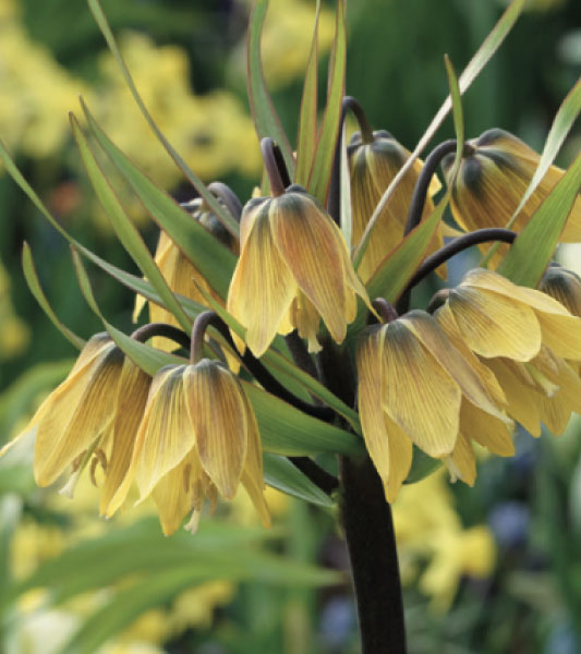formosabulbs_lily Nashville