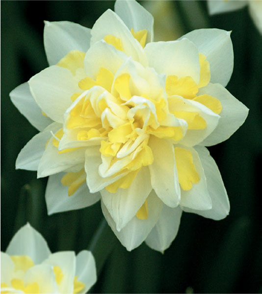 formosabulbs_lily Nashville