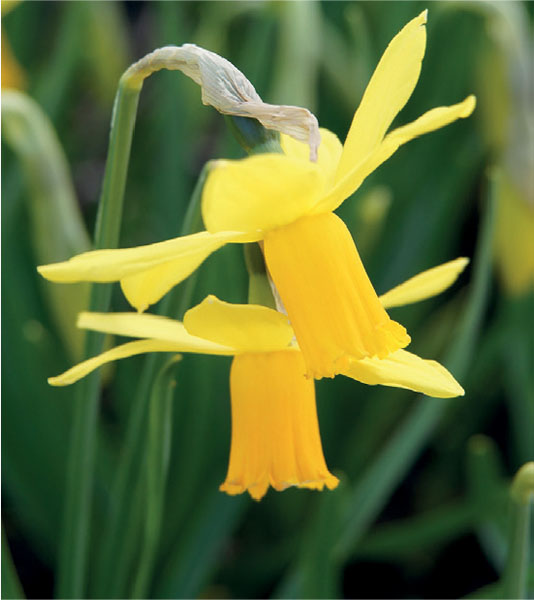 formosabulbs_lily Nashville