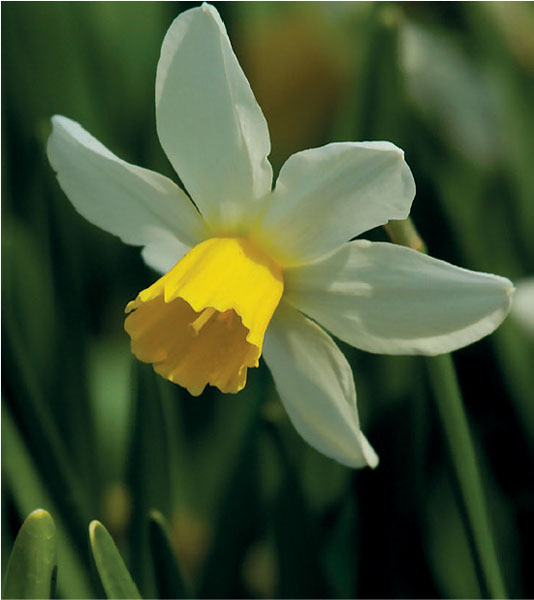 formosabulbs_lily Nashville