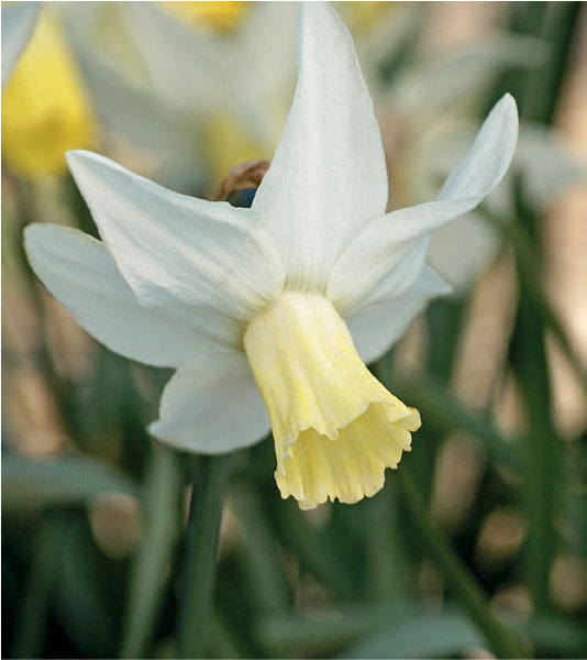 formosabulbs_lily Nashville
