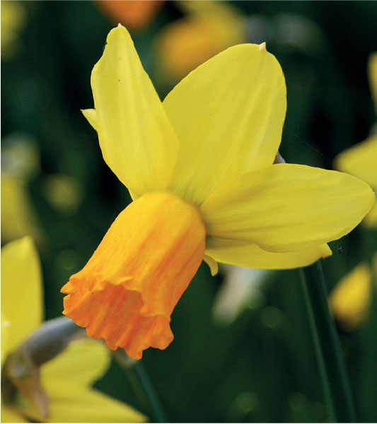 formosabulbs_lily Nashville