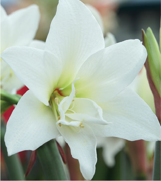 formosabulbs_lily Nashville