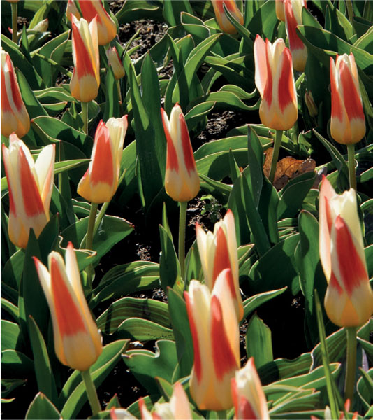 formosabulbs_lily Nashville
