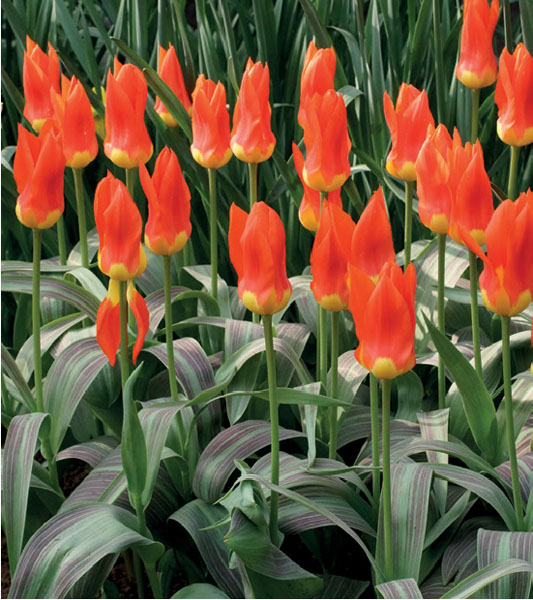 formosabulbs_lily Nashville