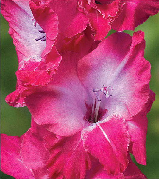 formosabulbs_lily Nashville