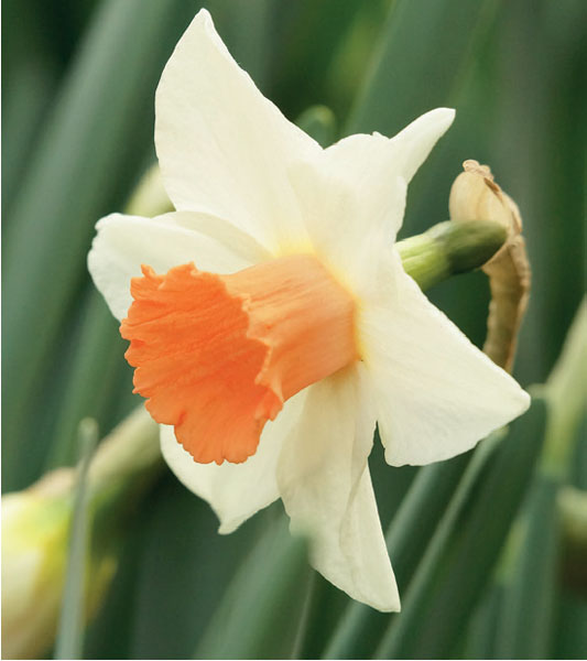 formosabulbs_lily Nashville